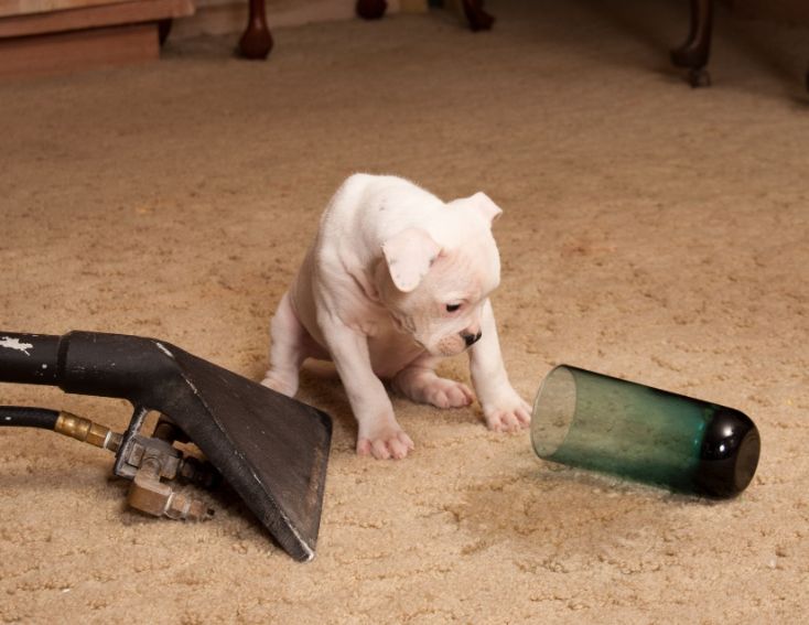 Pet stains are a common problem that can happen to any pet owner. Whether it is from your dog or cat, these unsightly stains need to be taken care of before they have time to set into the carpet and create permanent damage. Our team at Bergen County Carpet Cleaning Pros has the best products for removing tough pet stains and odors from your carpets. We specialize in odor removal so you don't have to live with them anymore!